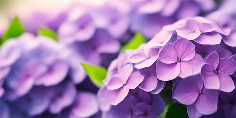 Beautiful purple hydrangea flowers . flowers pedals low aperture macro shot.