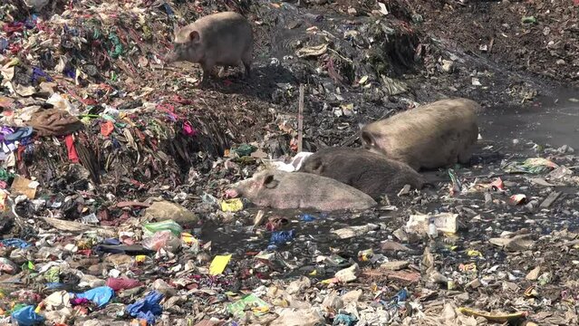 a herd of wild pigs living by scavenging in the garbage dump