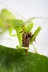 mantis eating grasshopper close up at vertical composition