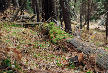 A large fallen tree broke at the base of the trunk in a forest or park. An old tree. Harvesting of timber.
