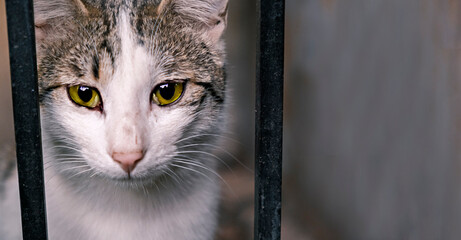 Animal shelter. Portrait of a cat sitting in a cage in a shelter waiting for a new owner. Stray animals concept - obrazy, fototapety, plakaty