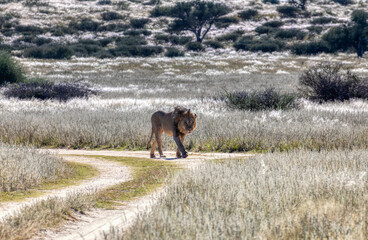 lion with battle scars walking at the cross of dirt roads in the savannah, interaction with people, distant acacia tree