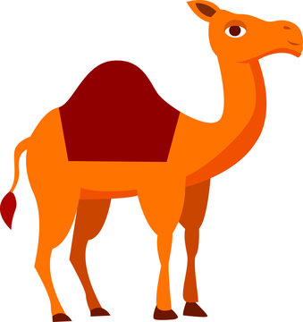 camel vector illustration, cartoon camel in flat style on transparent background
