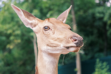 Close-up portrait of a deer on the background of trees