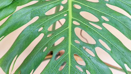 Closeup of swiss cheese plant leaf