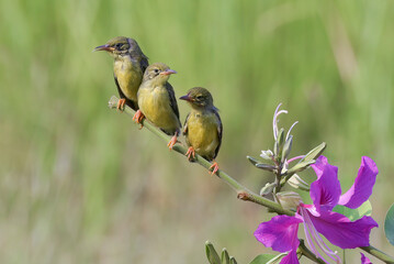 Young Olive backed sunbirds , waiting for food
