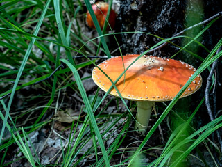 red fly agaric with a round hat in the forest near a tree