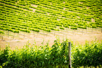 Grapevines in rich, vibrant green stretch out in the Barossa wine region of South Australia
