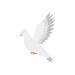 Flying dove on white background