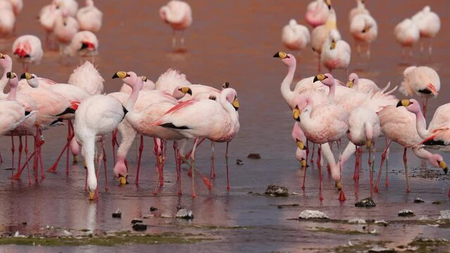Andean Flamingo Phoenicoparrus andinus at Laguna Colorada, Bolivia