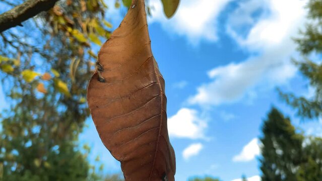 Magnolia leaf on background of variety of deciduous and coniferous trees and bushes in the autumn garden.