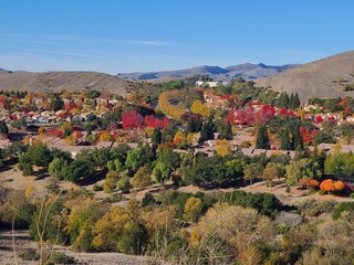 Fototapeta na wymiar American Sycamore and Callery Pear trees show vibrant yellow and red colors during autumn in the San Ramon Valley