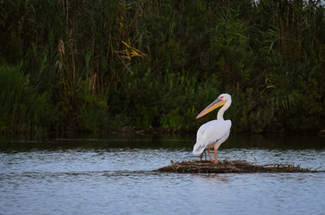Pelecanus onocrotalus on the water's edge in the Danube Delta