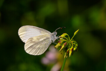 small white butterfly on plant, Eastern Wood White, Leptidea duponcheli