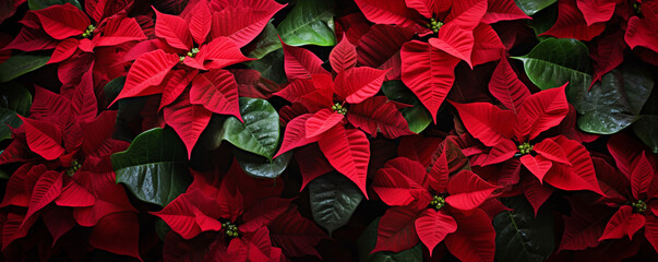 Red poinsettia flowers Christmas decorations