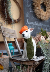 Patterdale terrier portrait. Stopping for a coffee.