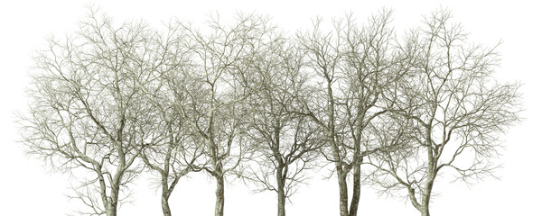 Outside seasonal dry trees landscaped cutout on transparent backgrounds 3d illustrations