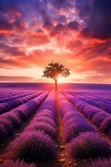 Fototapeta premium Dreamy landscape, vast lavender fields at sunset, single tree in foreground