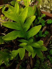 AGLAOMORPHA DECORATIVE PLANTS IN THE HOUSE YARD