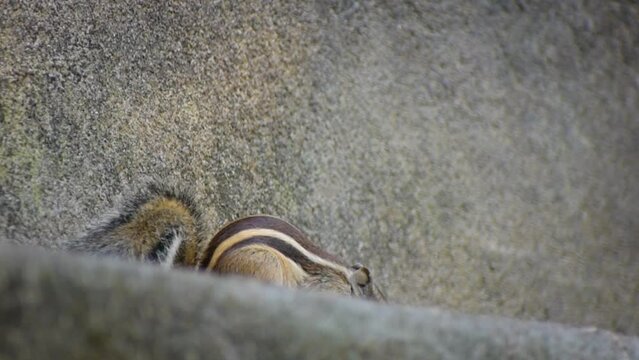 The Indian palm squirrel or three-striped palm squirrel is a species of rodent in the family Sciuridae found naturally in India and Sri Lanka.