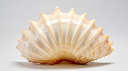 Photos of the sea shell on white.