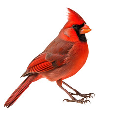 Naklejka premium Northern Cardinal Bird,red bird isolated on transparent background,transparency 
