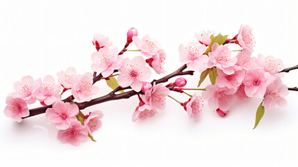 Pink spring cherry blossom. Cherry tree branch.