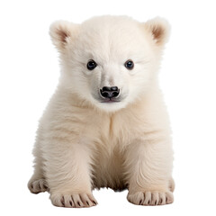 Baby polar bear,polar bear cub isolated on transparent background,transparency 