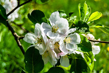 Photography on theme beautiful fruit branch apple tree with natural leaves under clean sky