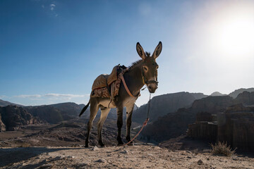 donkey with a saddle on a mountain against a background of blue sky and bright sun. Donkey carrier. - obrazy, fototapety, plakaty