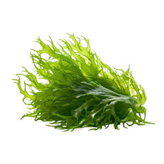seaweed isolated on transparent background,transparency 