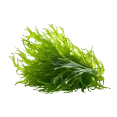 Foto op Plexiglas seaweed isolated on transparent background,transparency  © SaraY Studio 