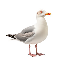 seagull bird,gull bird isolated on transparent background,transparency 