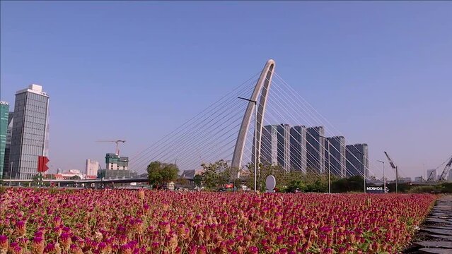 Blooming lavender field in front of the Thu Thiem 2 bridge (Ba Son bridge) with development buildings in Ho Chi Minh city, Vietnam.