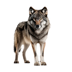 Wolf isolated on transparent background,transparency 