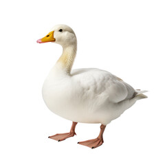 White duck isolated on transparent background,transparency 