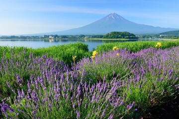 Yamanashi Lavender field and Mt. Fuji from Oishi Park, Kawaguchiko , Japan,Yamanashi Prefecture,Minamitsuru District, Yamanashi,Fujikawaguchiko, Yamanashi July 2017