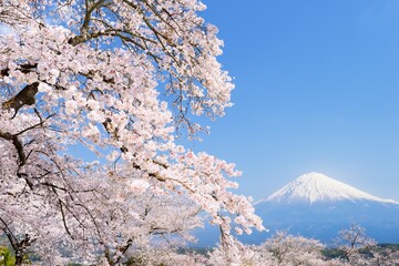 Fuji with cherry blossoms, Shizuoka Prefecture , Japan,Shizuoka Prefecture,Fujinomiya, Shizuoka April 2018