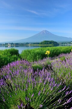 Yamanashi Lavender field and Mt. Fuji from Oishi Park, Kawaguchiko , Japan,Yamanashi Prefecture,Minamitsuru District, Yamanashi,Fujikawaguchiko, Yamanashi July 2017