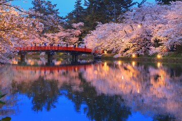 Hirosaki Park, Cherry blossoms in the west moat and Shunyo Bridge light-up , Japan,Aomori Prefecture,Hirosaki, Aomori April 2021