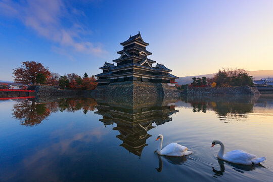 Matsumoto Castle and a couple of swans in the morning , Nagano Prefecture,Matsumoto, Nagano,Japan November 2020