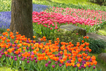 Tulip , Japan April 2013
