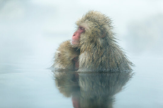 A Japanese macaque monkey and its mother are bathing in a hot spring. Nursing. , Japan,Nagano Prefecture,Yamanouchi, Nagano,Jigokudani January 2014