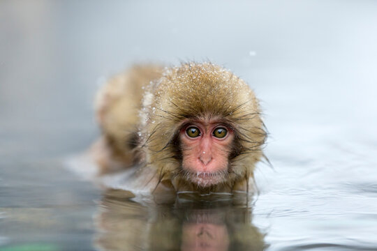 A baby monkey soaking in a hot spring , Japan,Nagano Prefecture,Yamanouchi, Nagano,Jigokudani January 2014