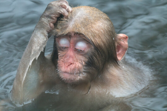 A baby monkey scratching its head in a hot spring , Japan,Nagano Prefecture,Yamanouchi, Nagano,Jigokudani January 2014