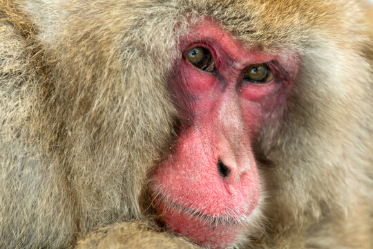 Portrait of a male monkey , Japan,Nagano Prefecture,Yamanouchi, Nagano,Jigokudani January 2014