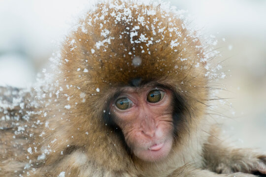 Portrait of a baby monkey , Japan,Nagano Prefecture,Yamanouchi, Nagano,Jigokudani January 2014
