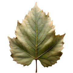 Fototapeta premium Isolated green leaf on white background