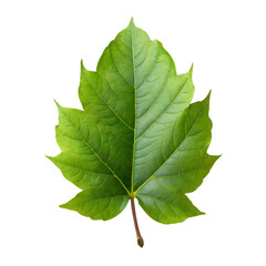 Fototapeta premium Isolated green leaf on white background