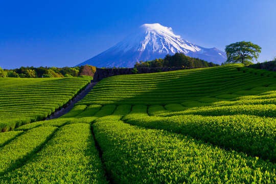 Mount Fuji and a tea plantation , Imamiya,Fuji, Shizuoka,Shizuoka Prefecture,Japan May 2012